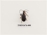 藏品(步行蟲(2))的圖片